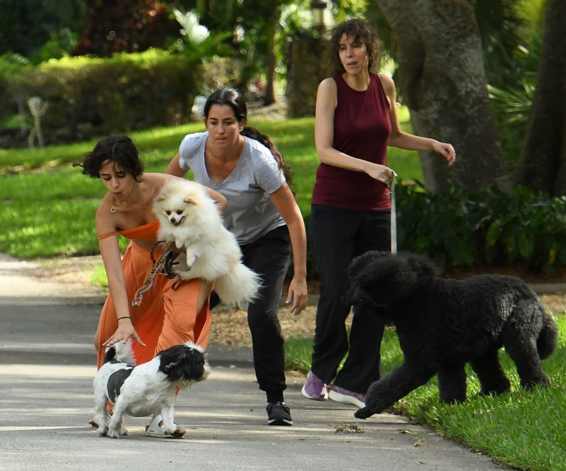 Shawn Mendes & Camila Cabello Struggle with their Dogs on a Walk (139 Photos)